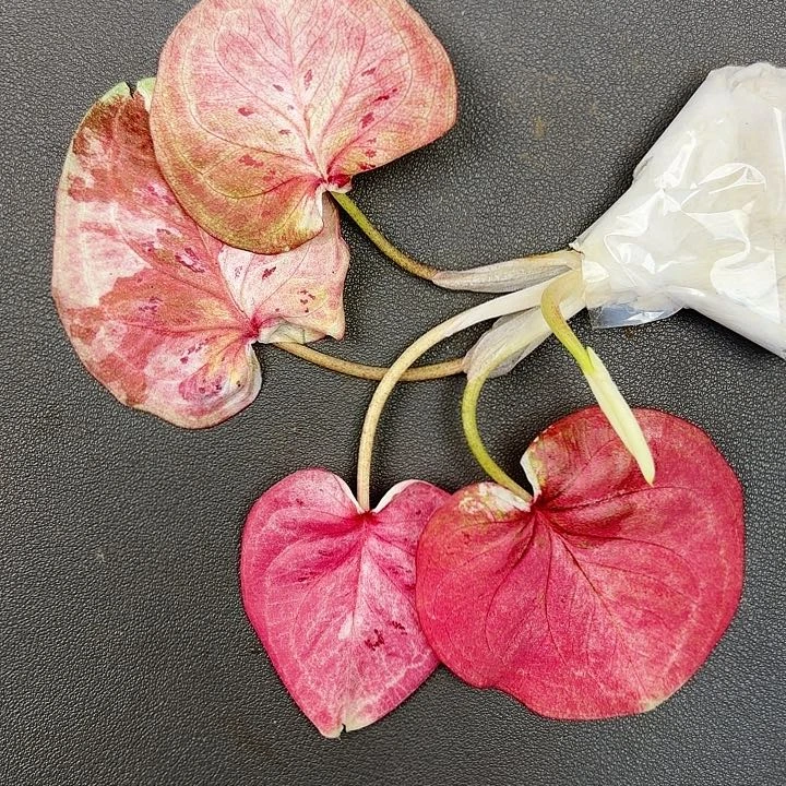 *****103-0713时间魔法现货发