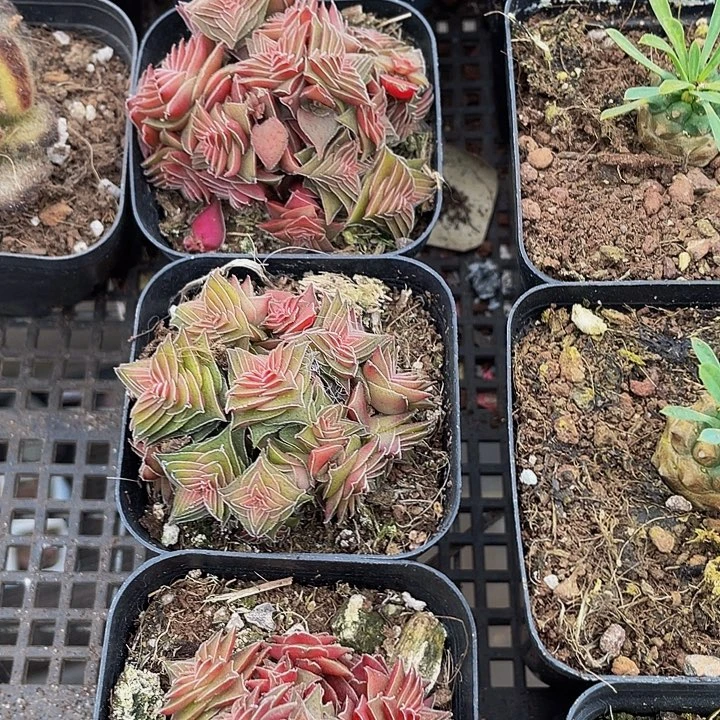 茜之塔锦带哦土发