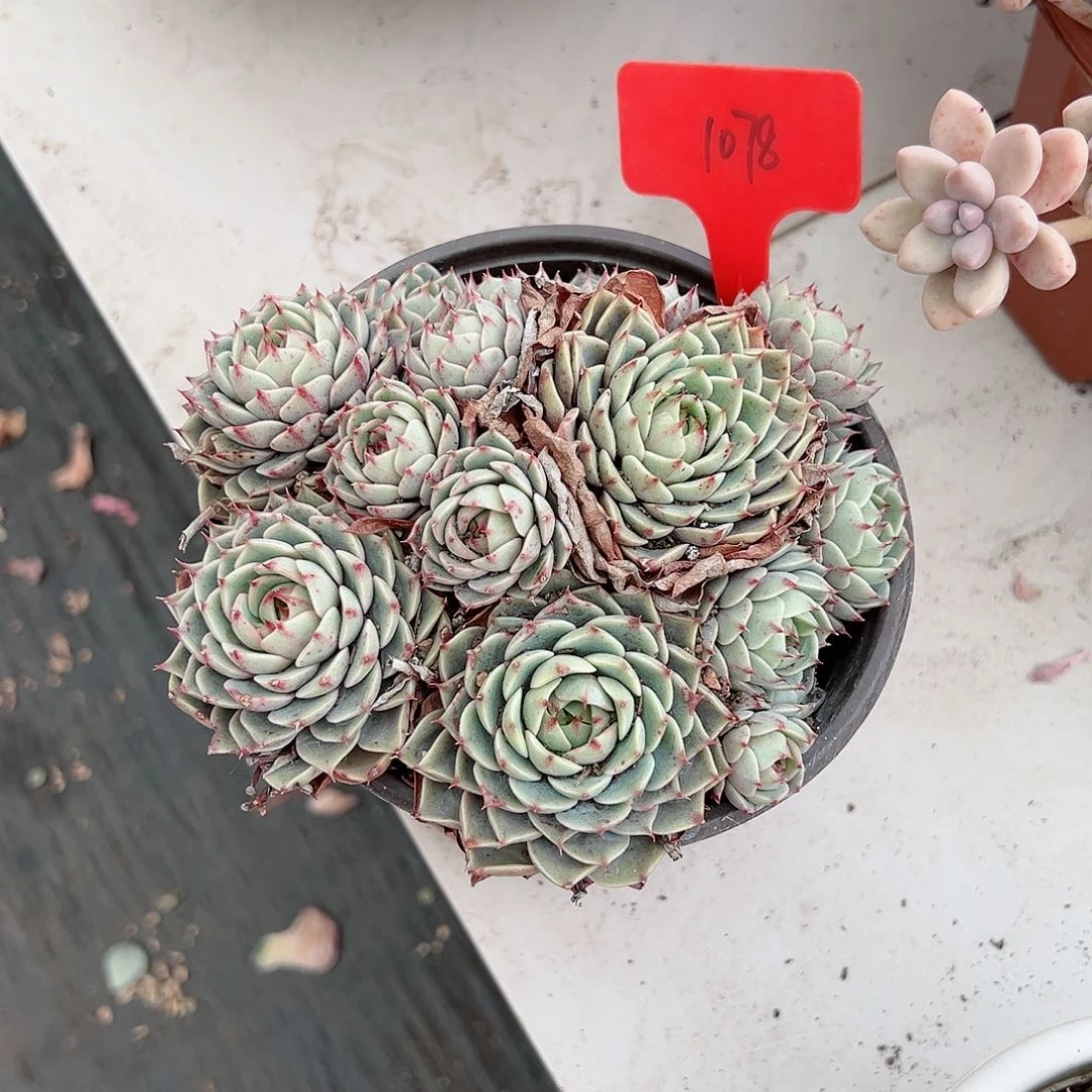 桃**猫1078笨巴多肉植物