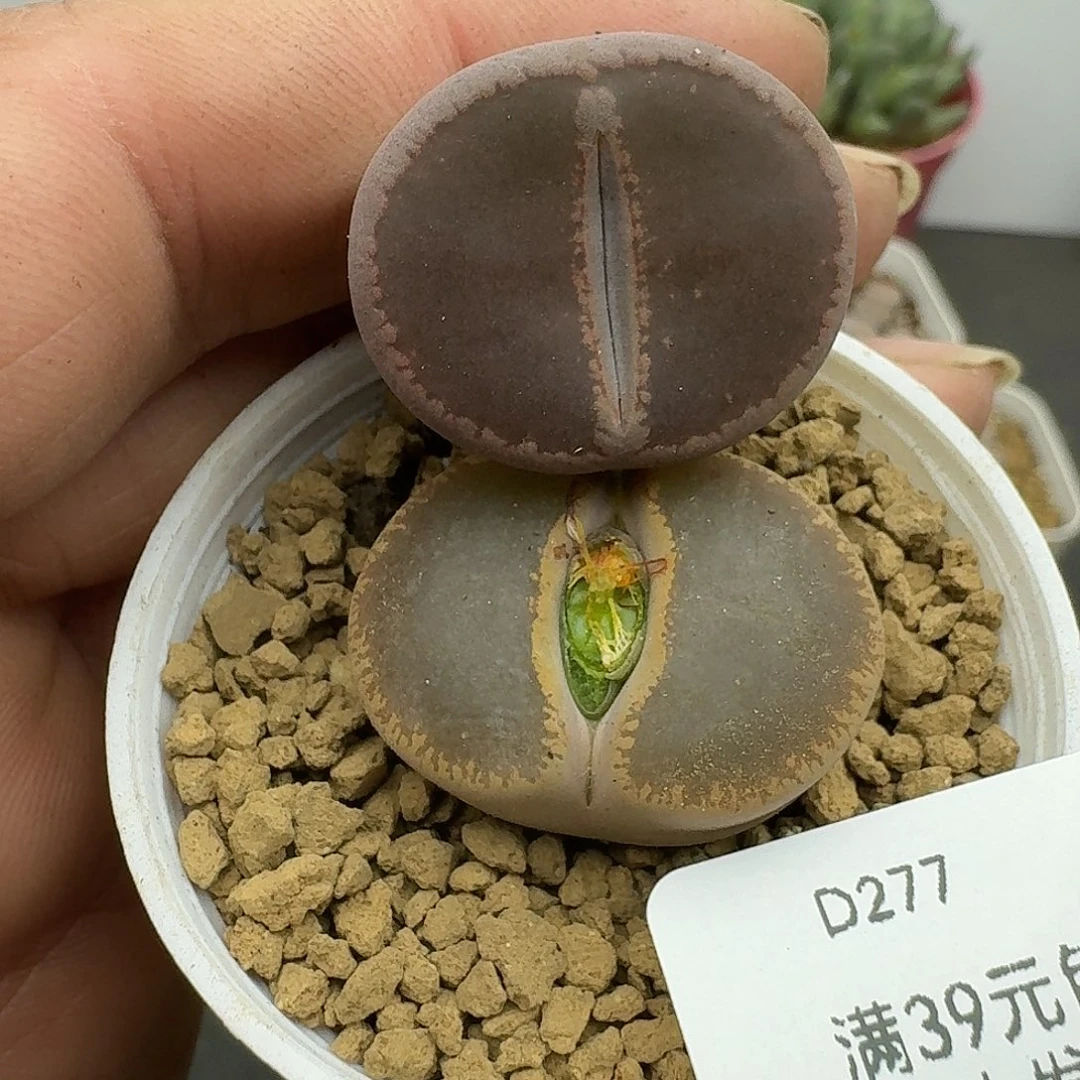 277多肉哈哈哈哈哈哈哈