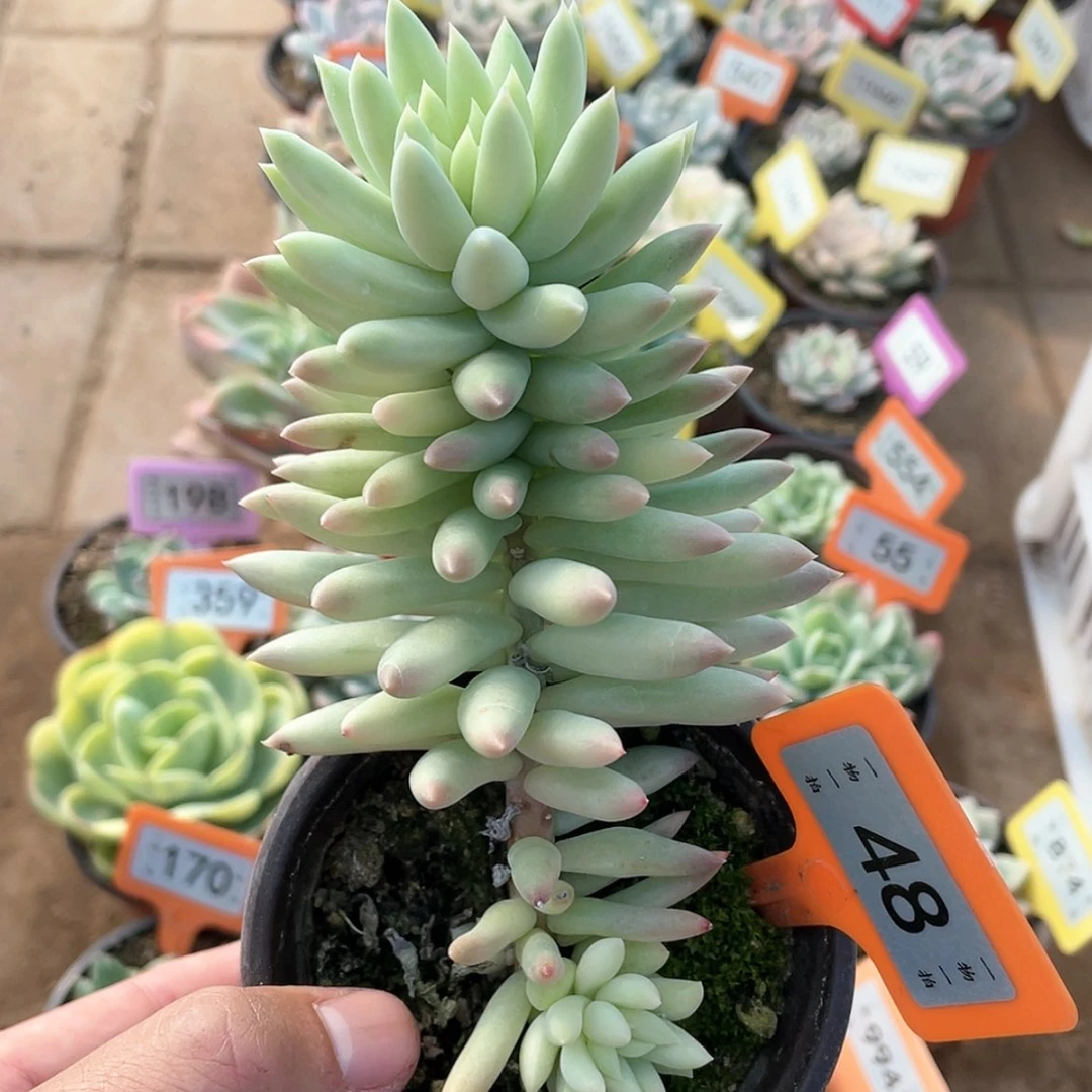 【闪购商品】48号的