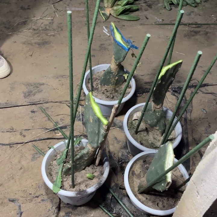 仙人掌现切随机大
