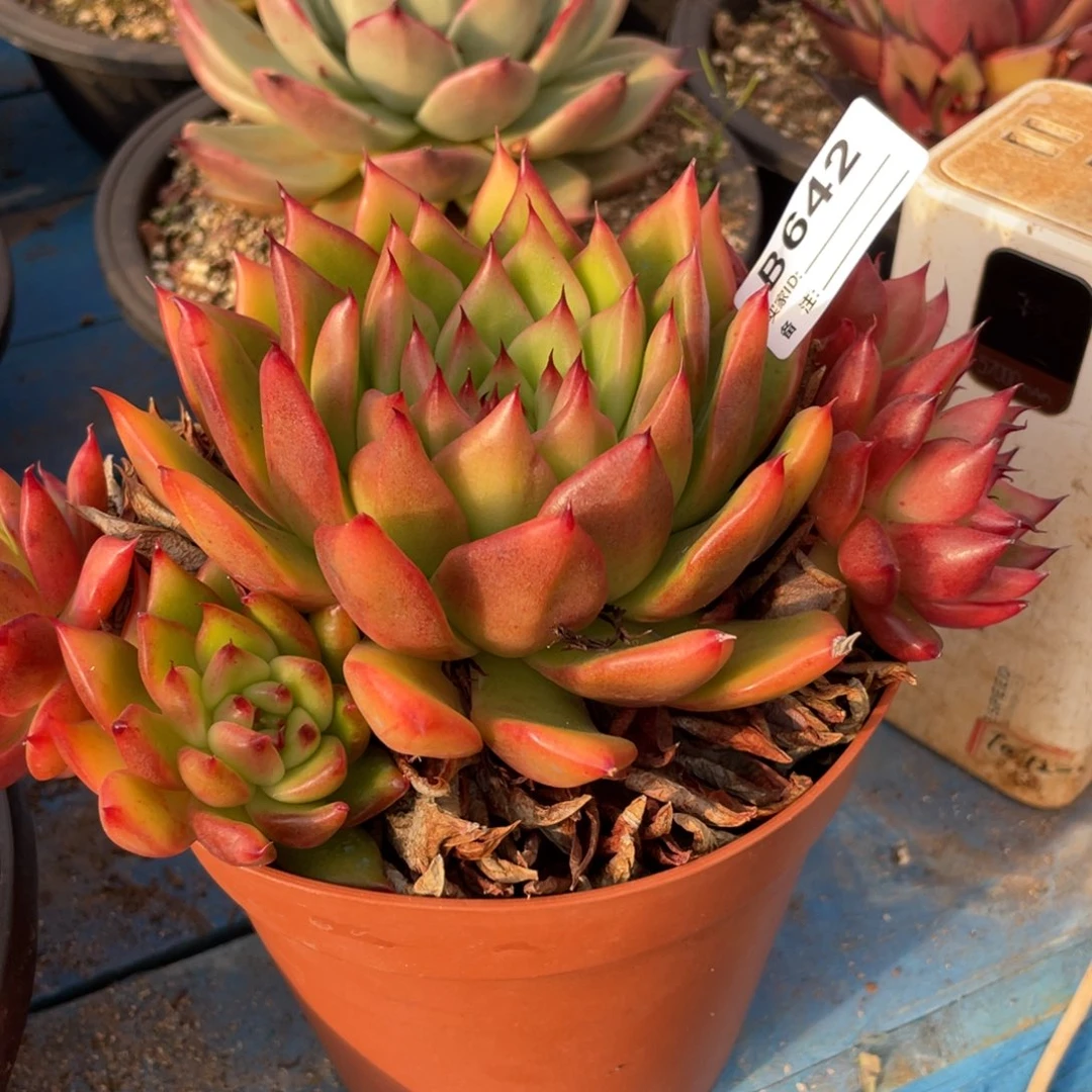 无花朵若如东云筐拍B642