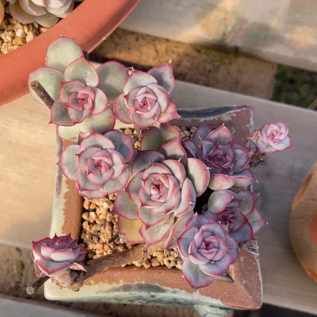 猎户座整装无砍群