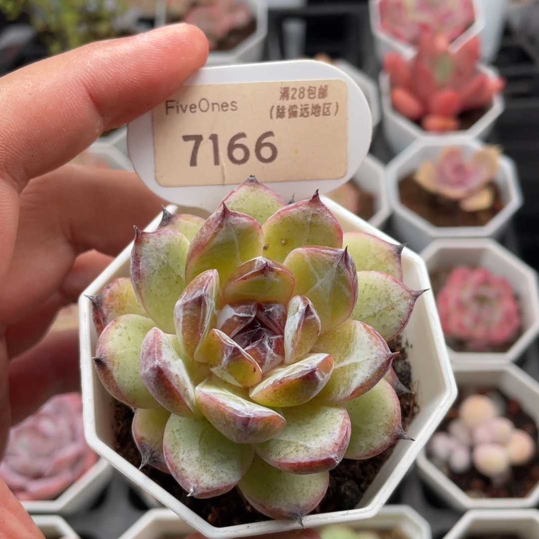 紫水晶7166-6厘米