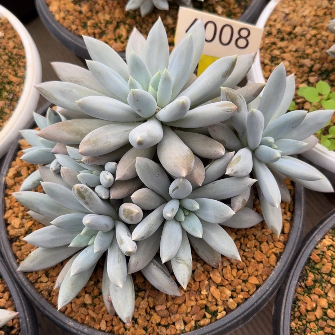 4008。       哥特群