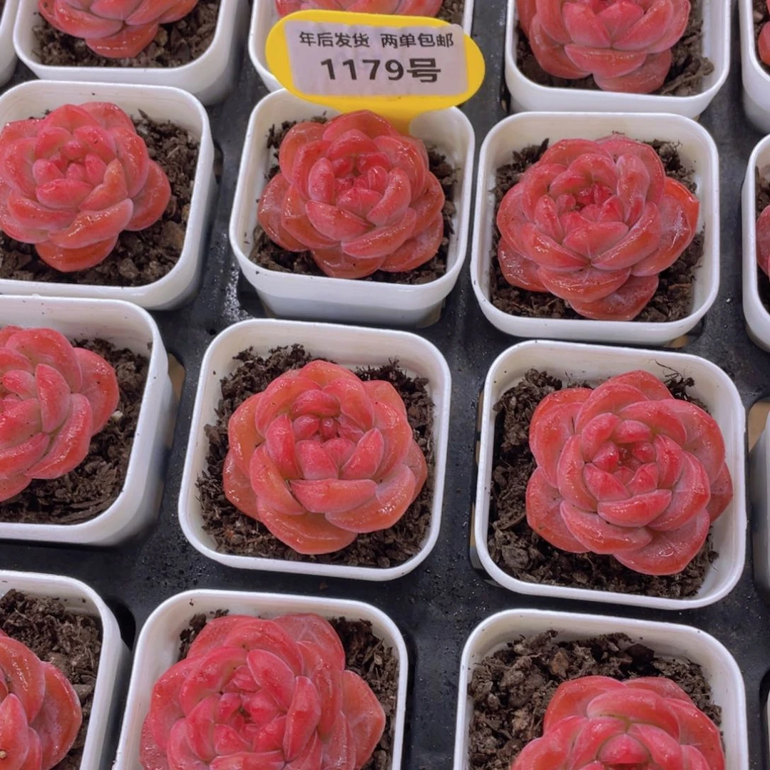 1179号 红宝石珍妮琥珀单头一个