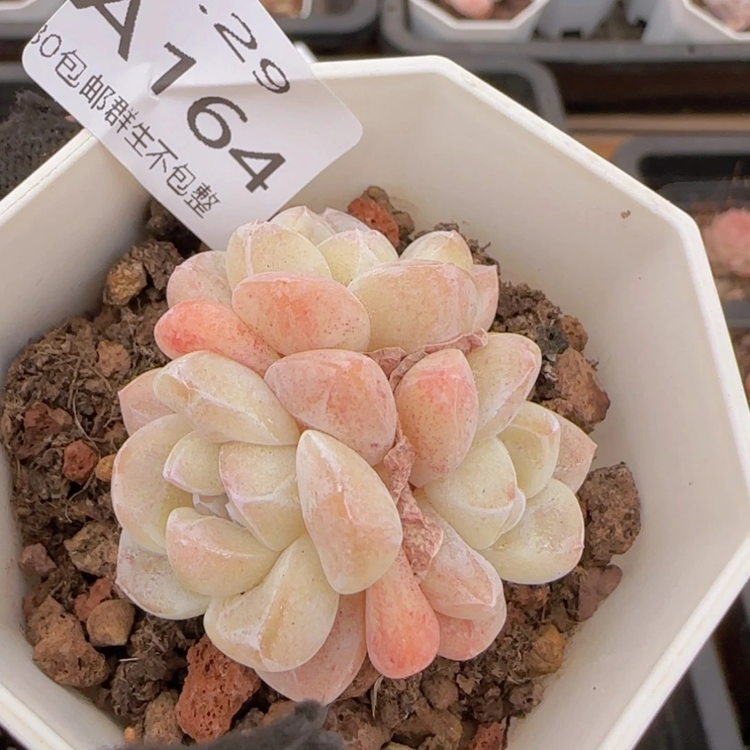 冰玉三头一颗脱土发货