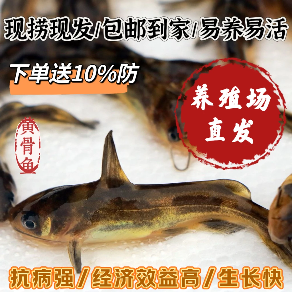 广州发货黄骨鱼鱼苗 黄辣丁鱼苗 送10%防路损
