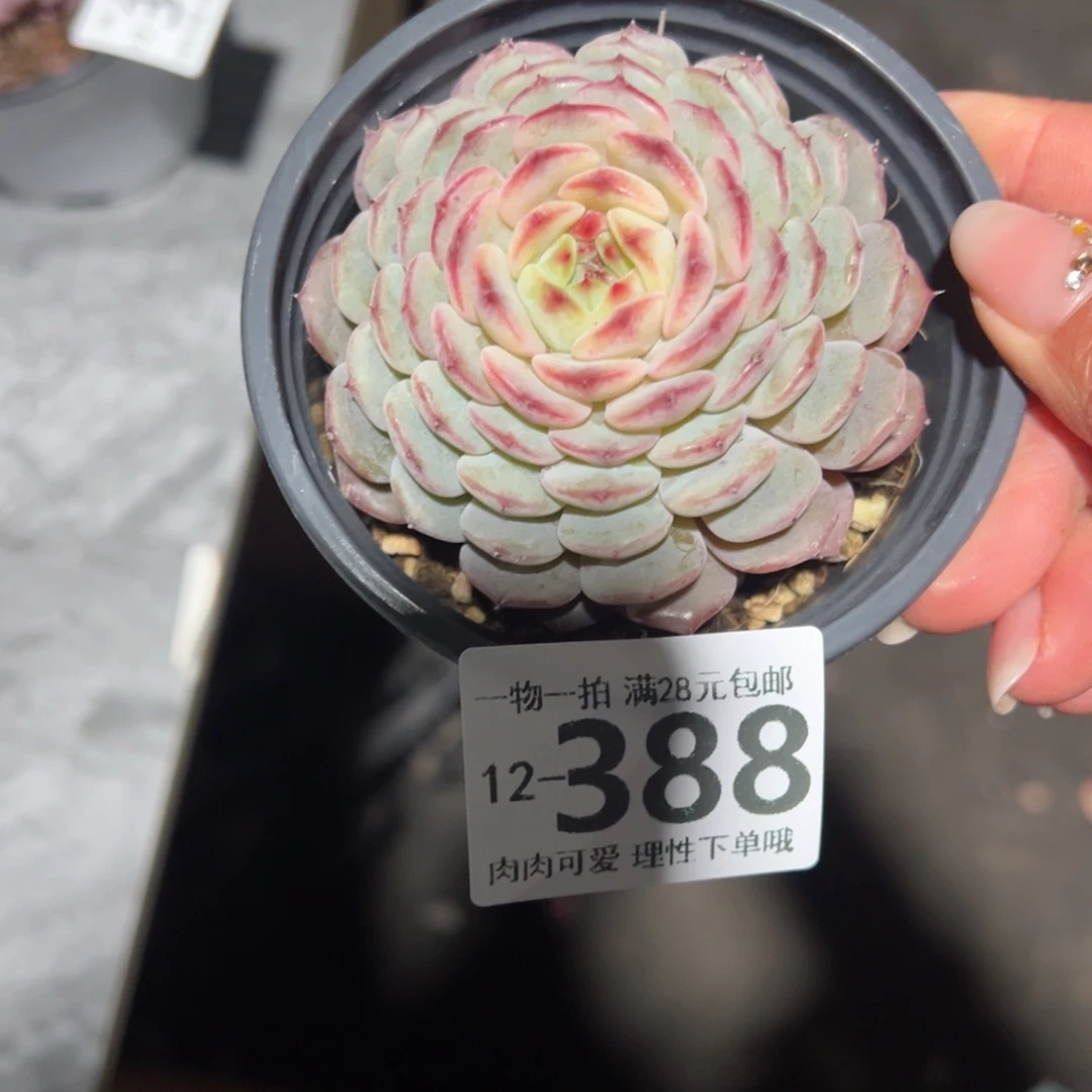 白胖子多肉多肉多肉多