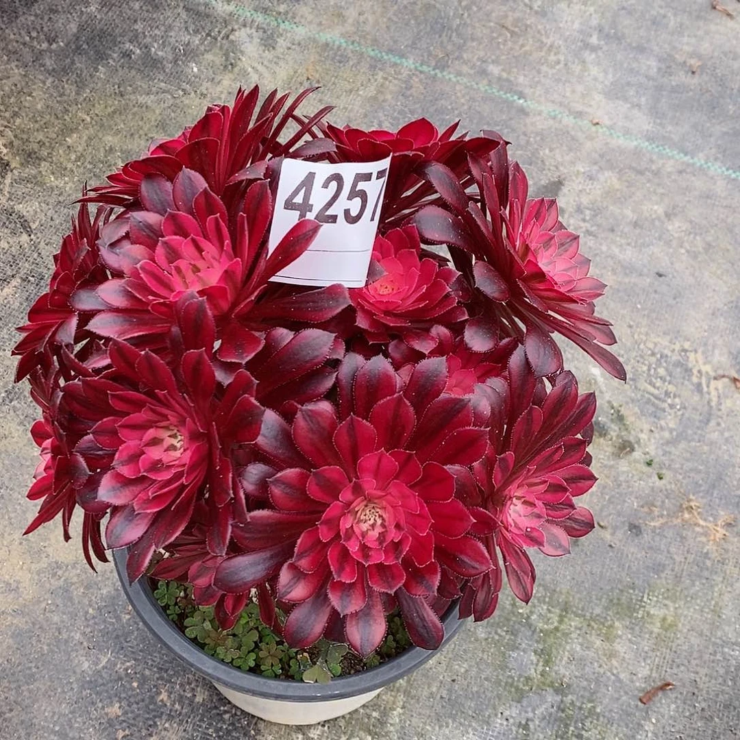 红陶4257黑铜白丛林多肉