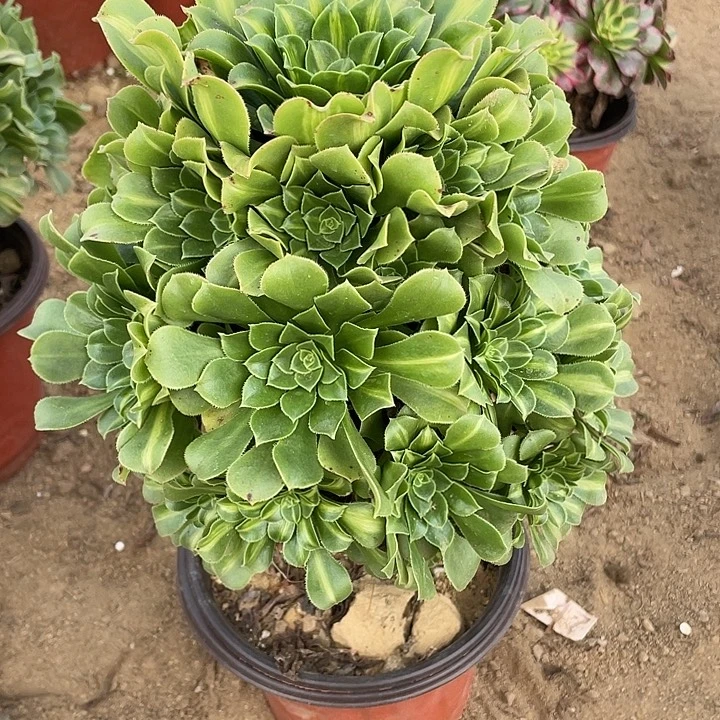 无花朵762翡翠琉璃多肉植物