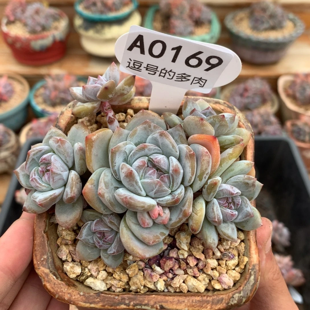 A0169 星影小老桩 无砍 9cm