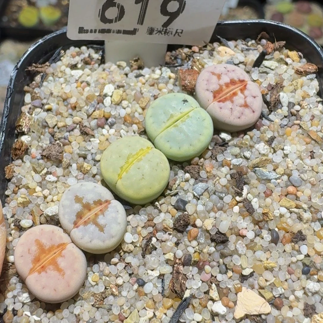 Sssss精品生石花619