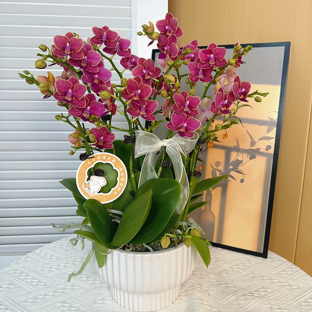家成周末宠粉日 【金边玲珑】蝴蝶兰花卉精致竖纹组盆