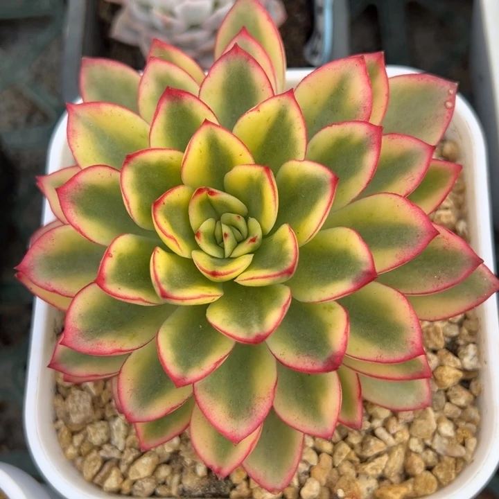 紫梦锦覆伦双心一物一拍