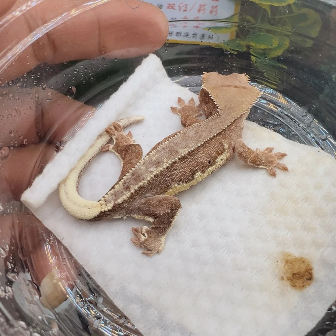 睫角守宫双红莉莉