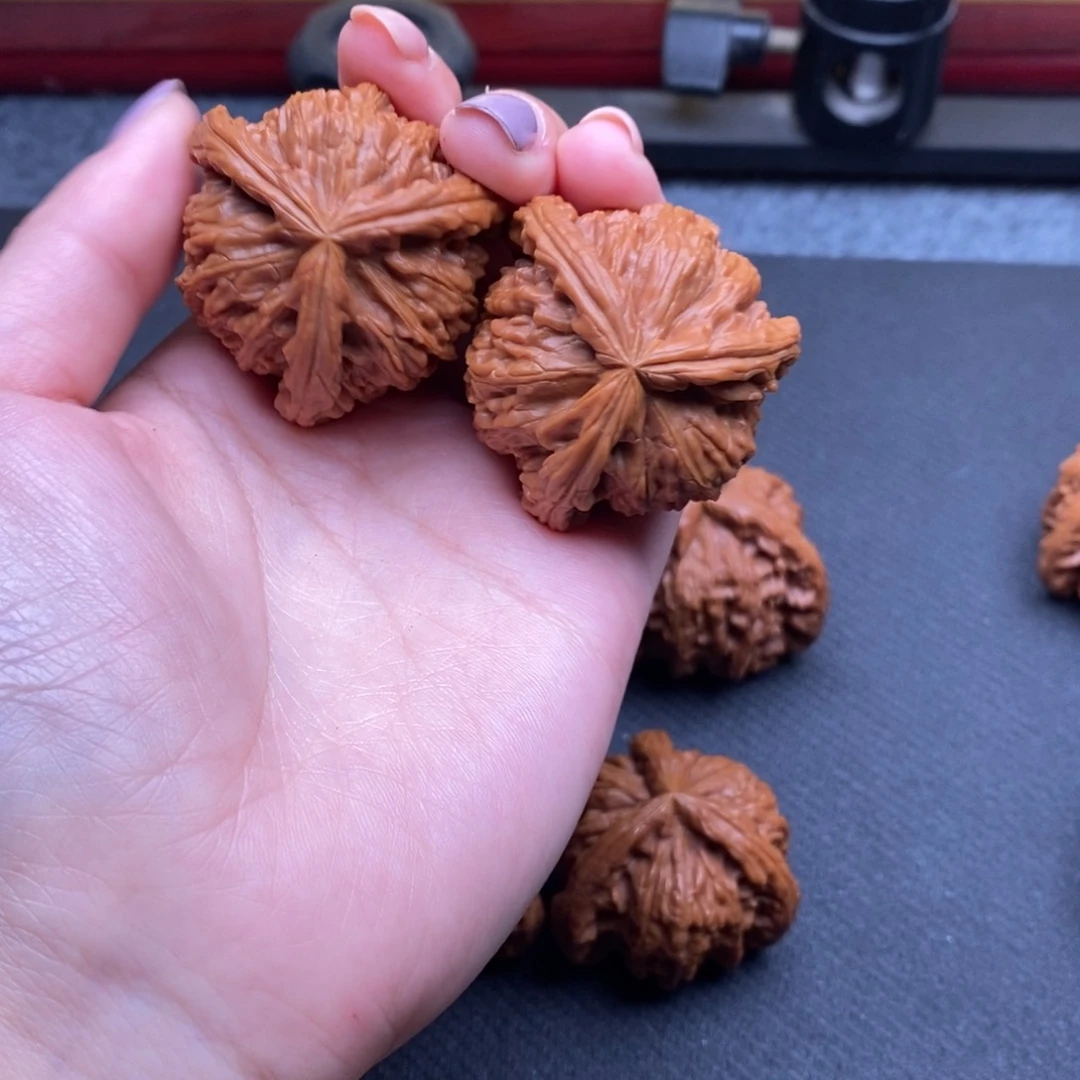 乐**-白狮子11111111111