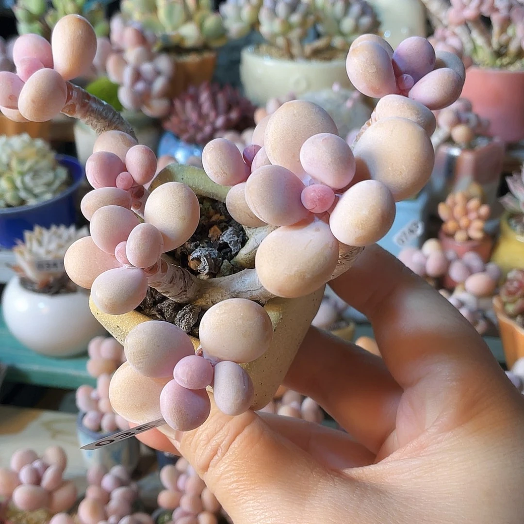 、***oě，多肉植物和野生植物等