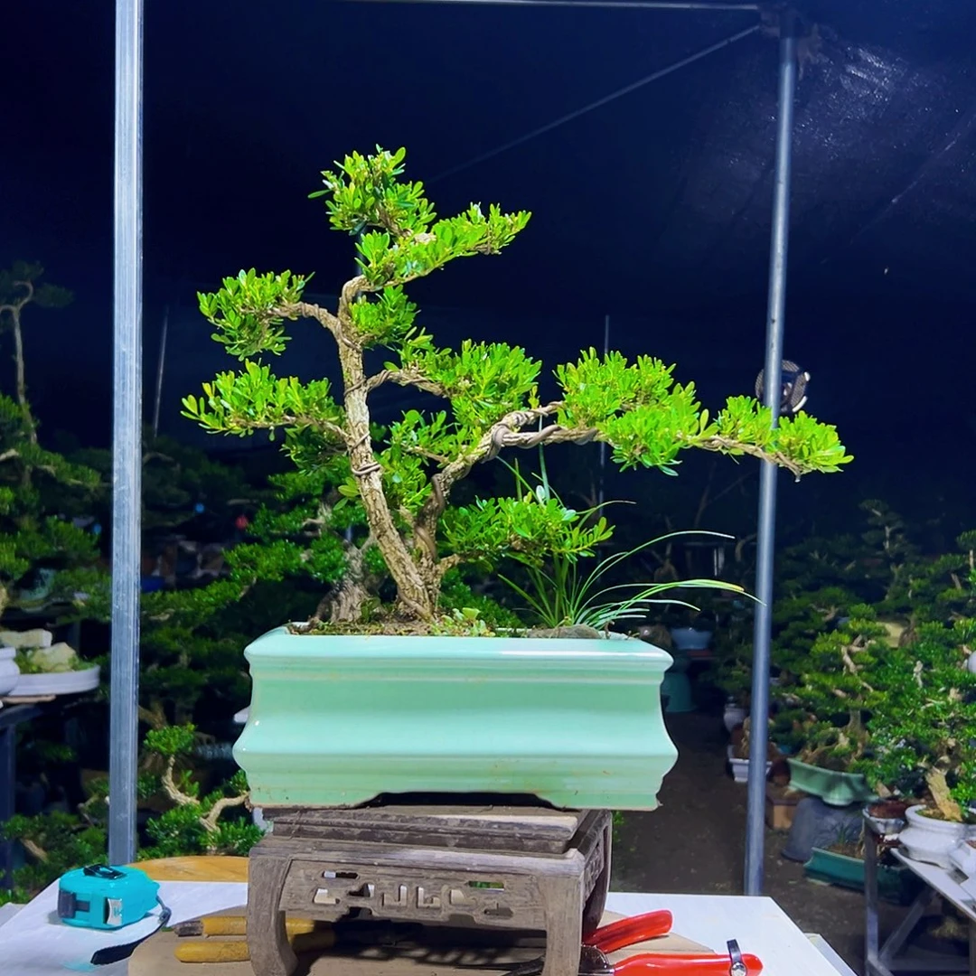 当前无花栽培后可以开花黄杨木