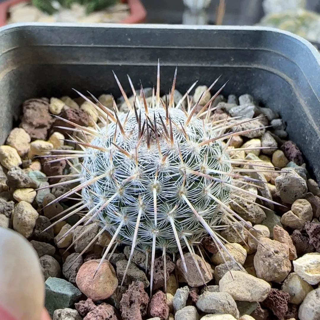 091实生白王丸多肉