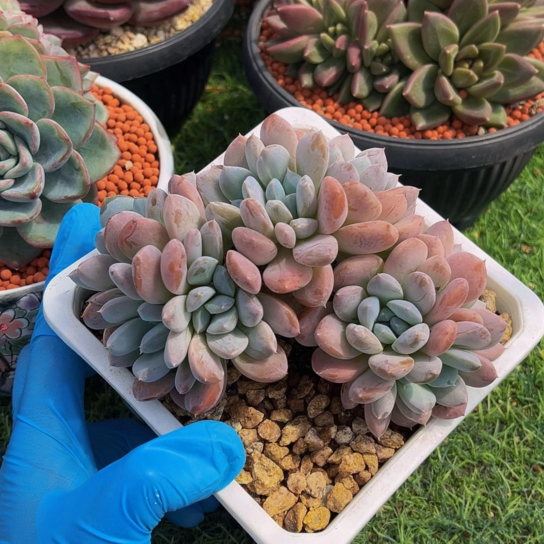 菩提子老桩一物一拍