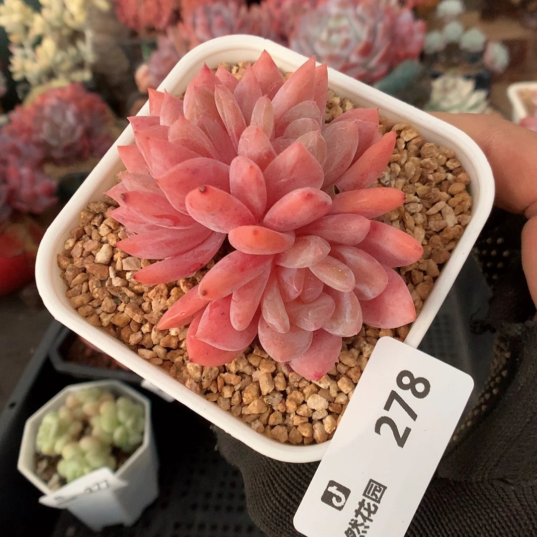 278雪天使多肉植物6666