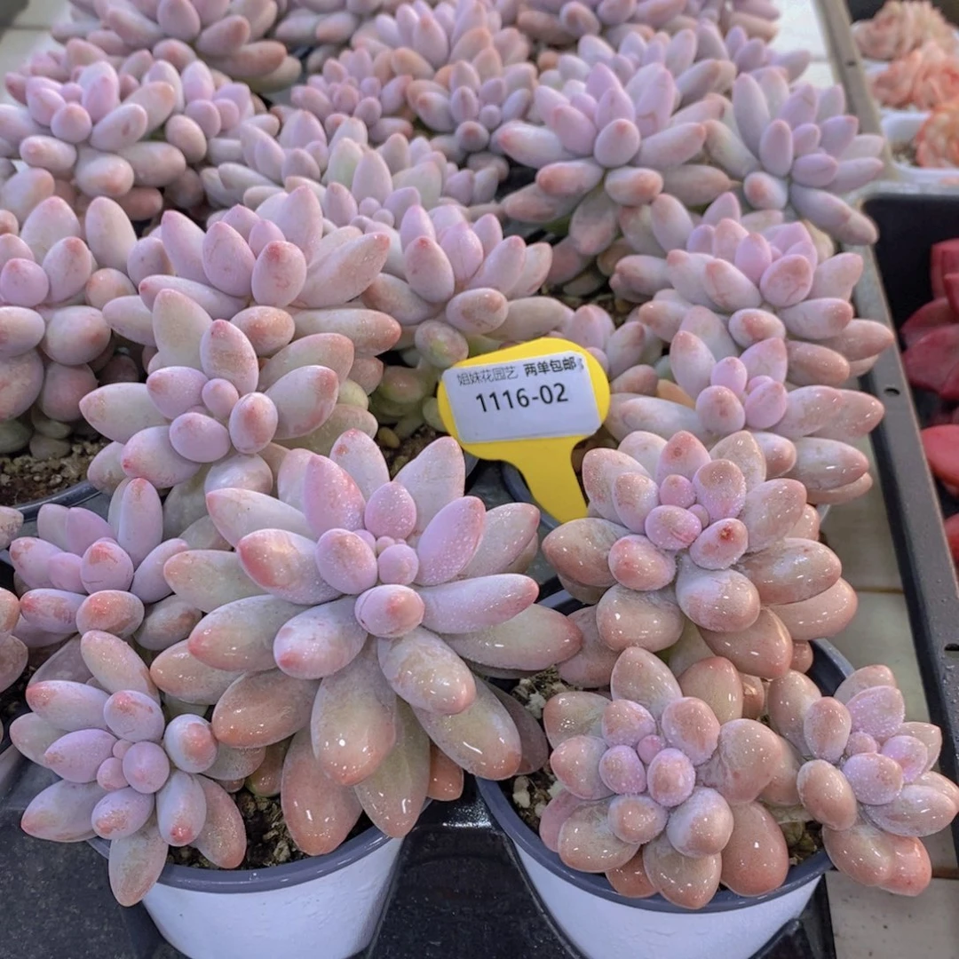 1116-02-精品母本老桩汤圆多头一个