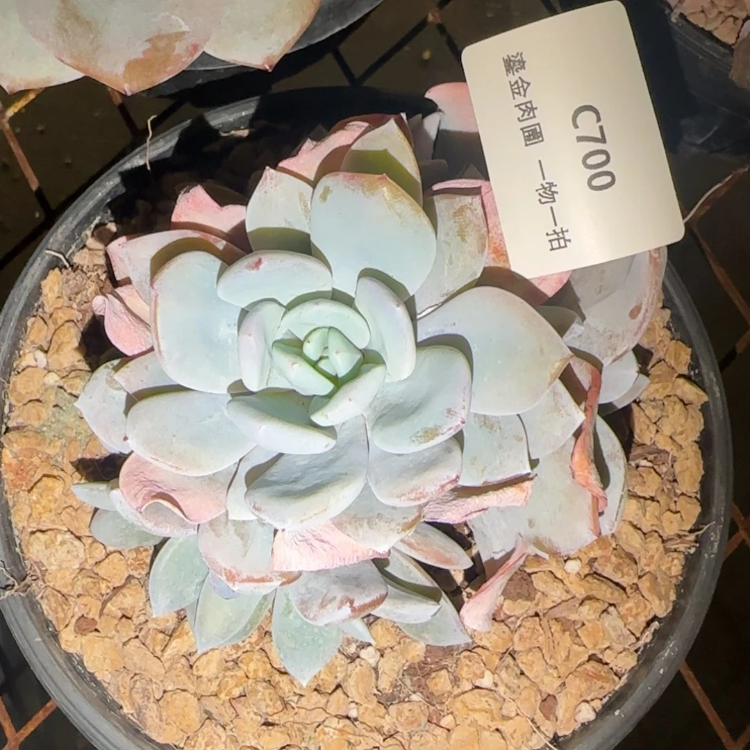 C700奶茶6头