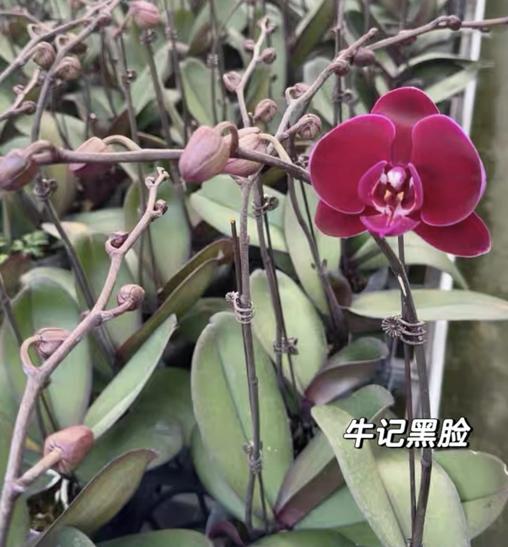【牛记黑脸】2.8寸杯苗 丝绒大花蝴蝶兰（满2单包邮）