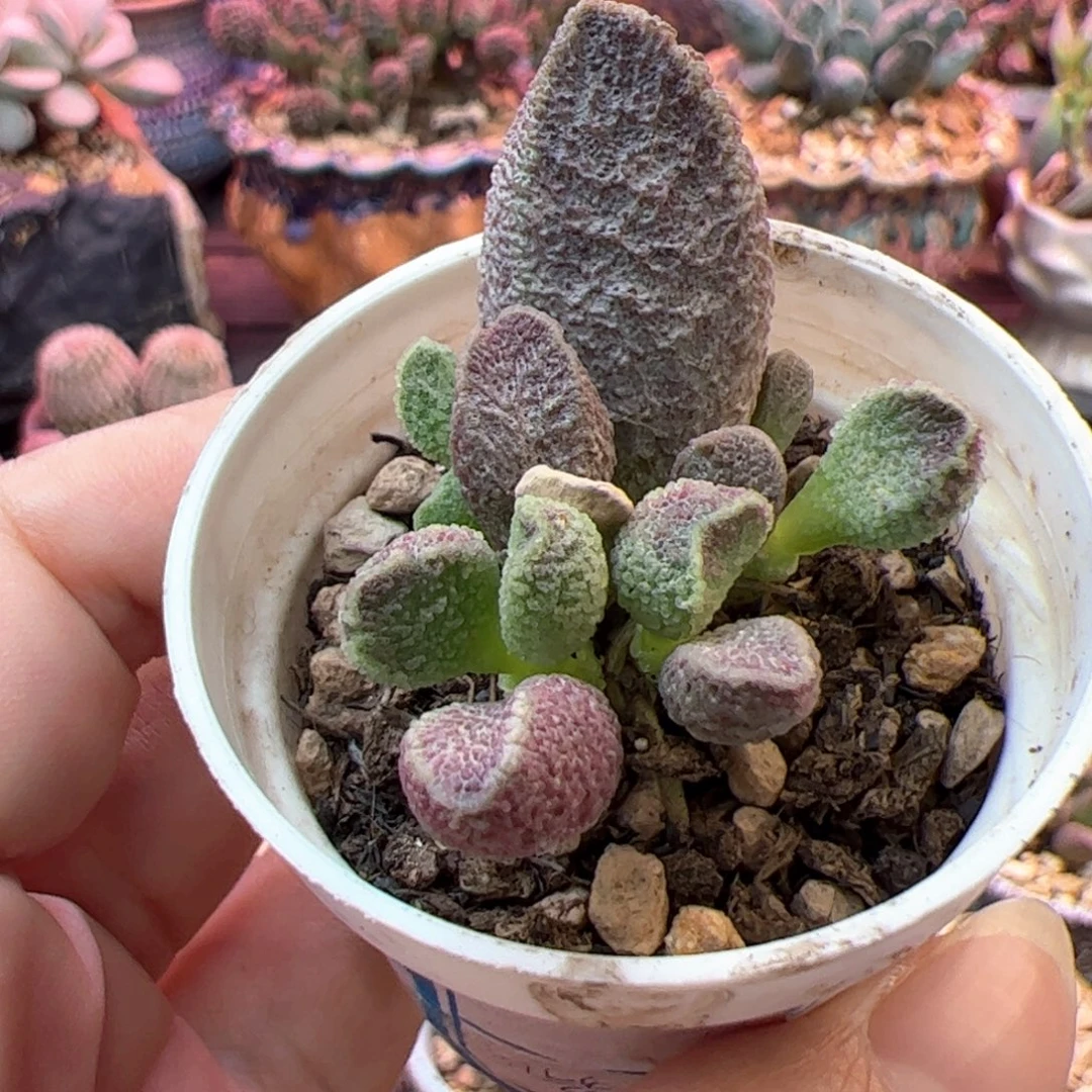 拐***牛紫水晶。