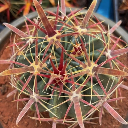 墨西哥丸叶日出小精品