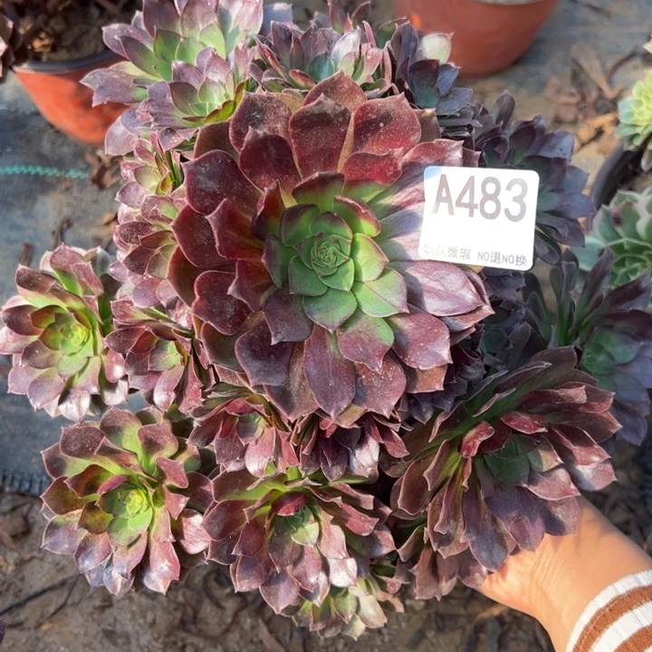 赤炎链多肉植物483.