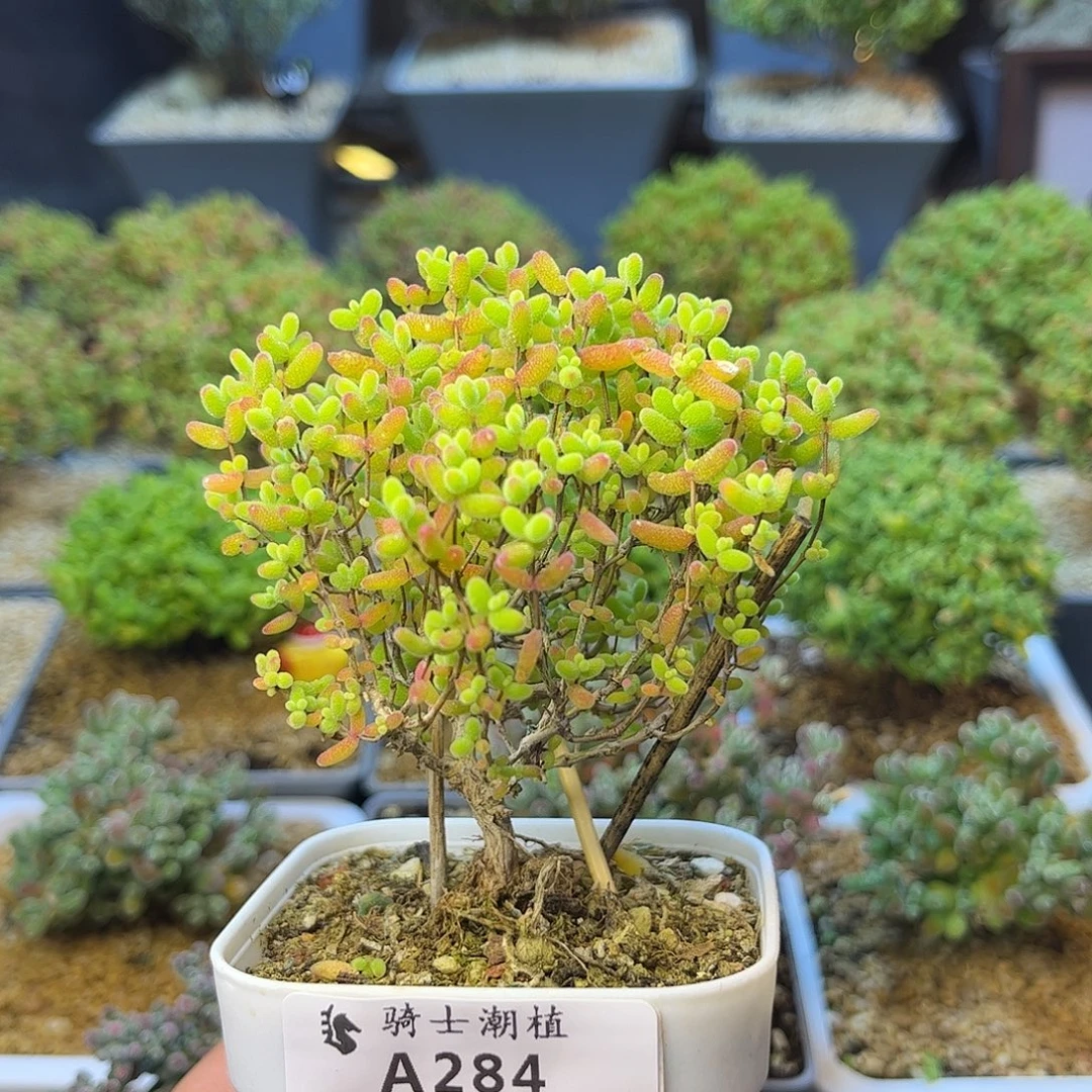 284蜜橘糖球枝干番杏