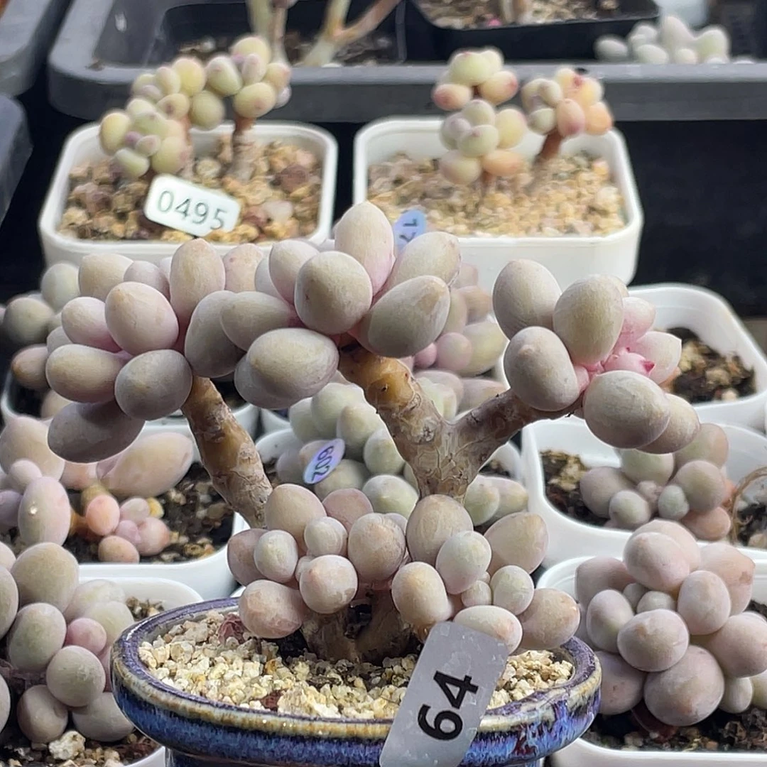 玲***姐仙子奶酪老桩多肉植物寄养