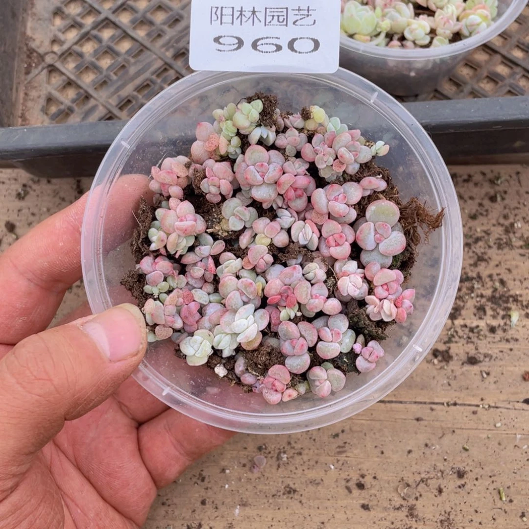 多肉植物多肉植物960