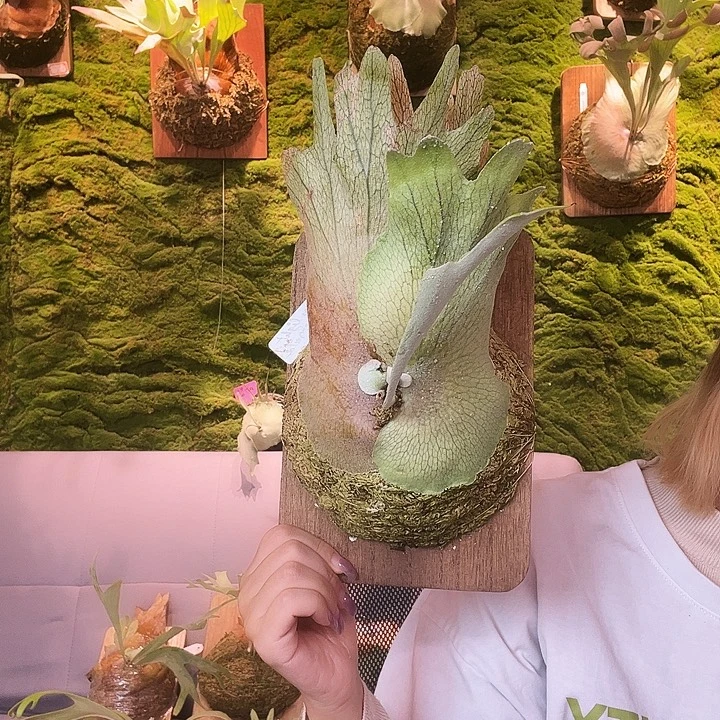 不开花植物pn 月光野银