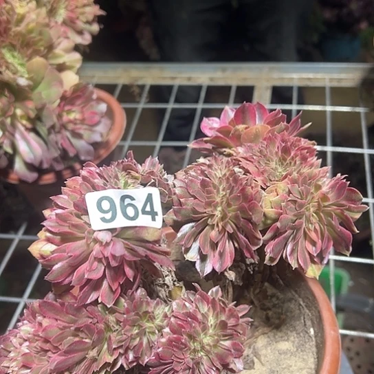 M***m多肉植物一个红秀964