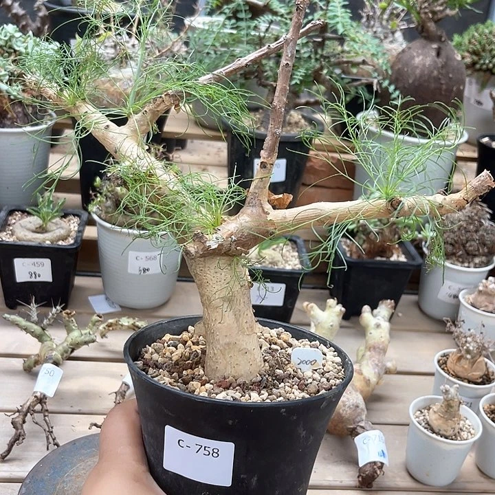 758针叶橄榄块根植物