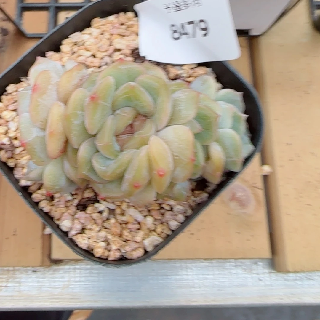 ?*胖彩恋群，8479多肉植物