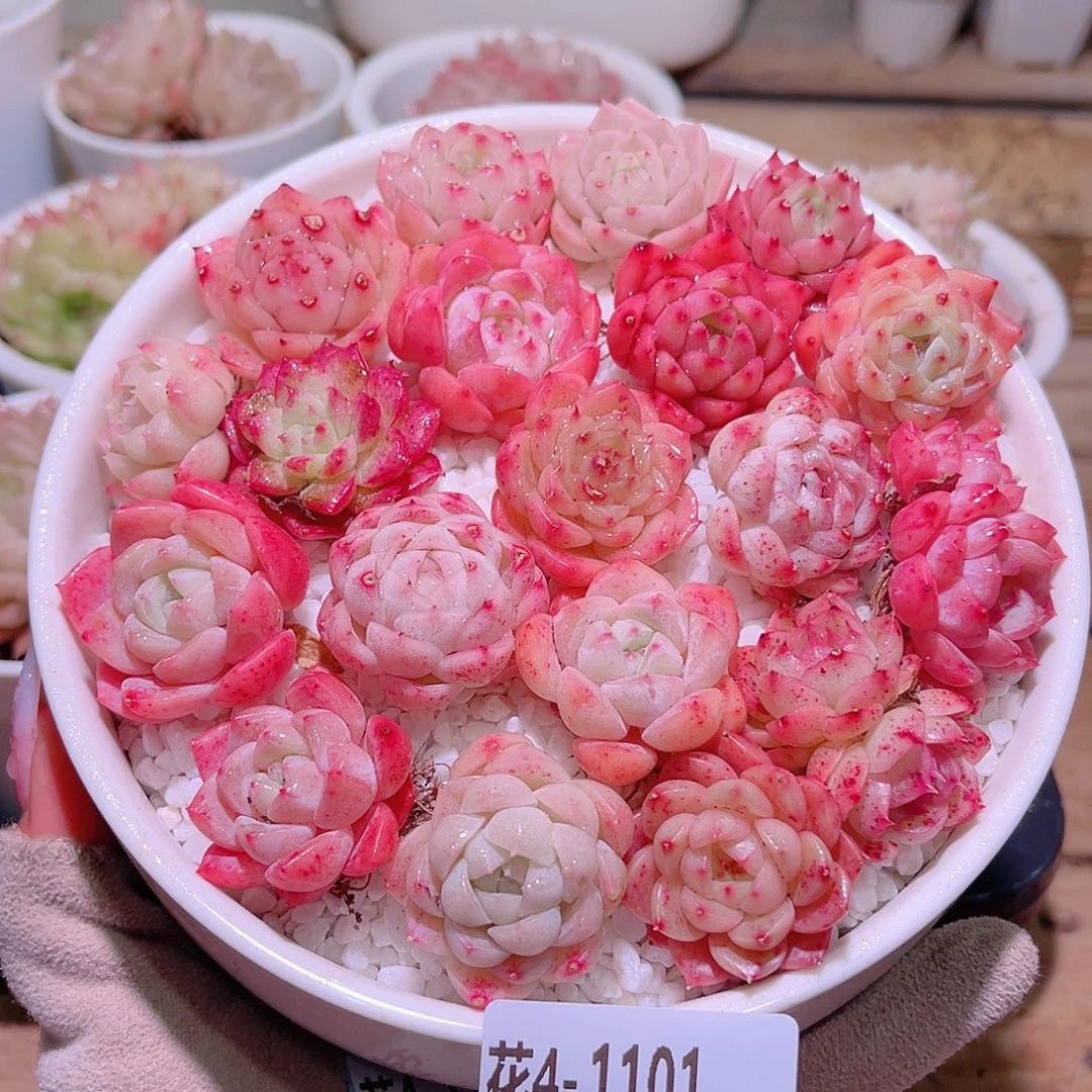 花利美4-1101拼盘含盆土铺面镊子分开发