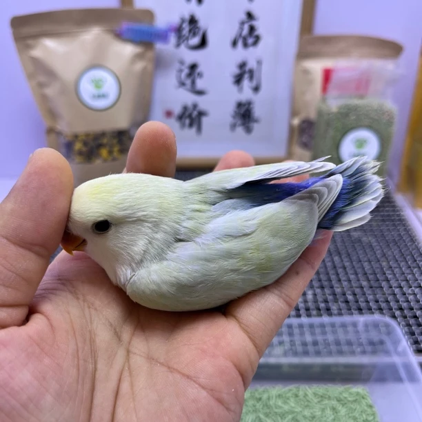 牡丹鹦鹉-金顶白面苹果绿澳桂公E11727
