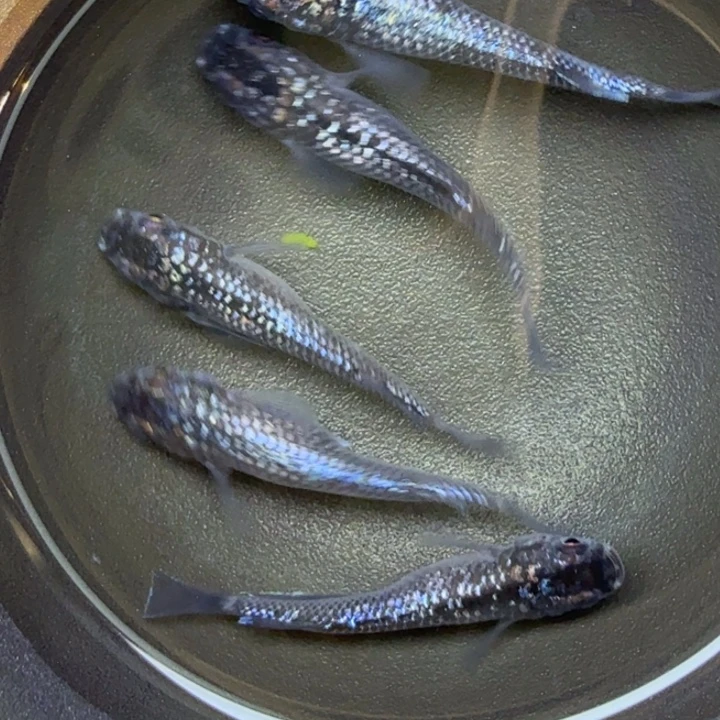 青鳉鱼黑砖石9号青鳉