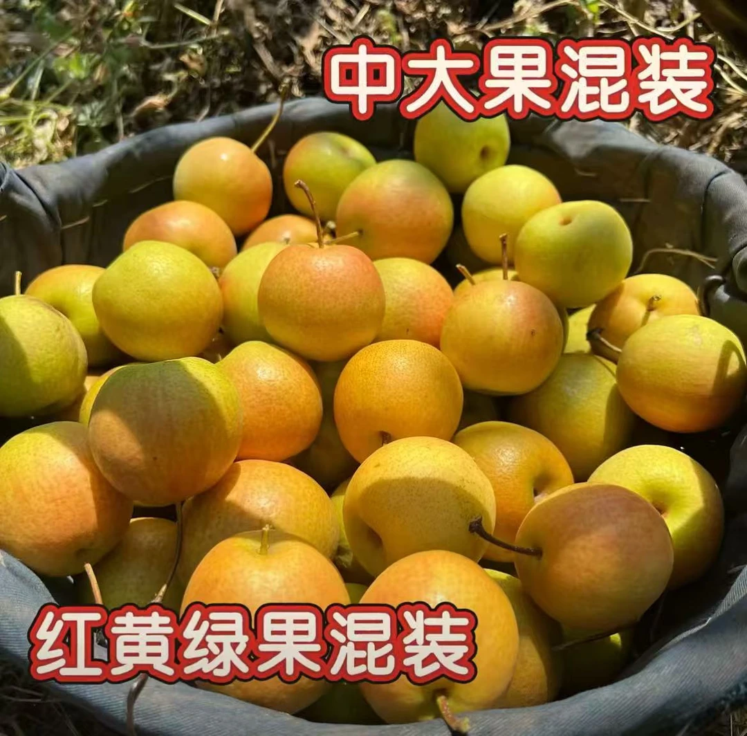 正宗辽宁鞍山酒香南果梨5斤包邮