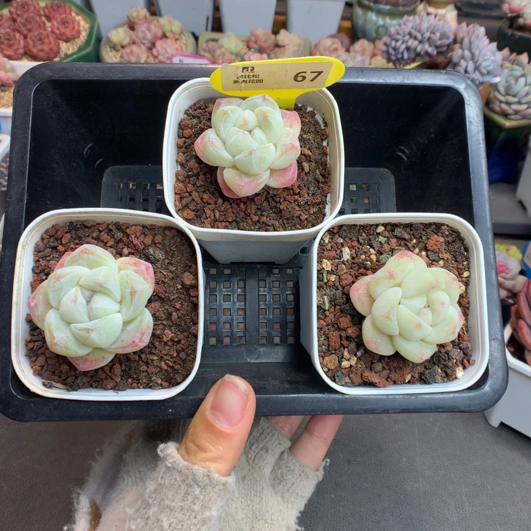 67三颗白底奶油冰玉多肉植物