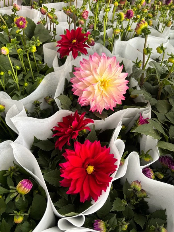 大丽花多年生好养带花带花苞四季开花爆花机庭院阳台