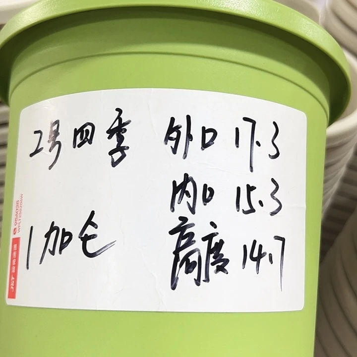 特价2号四季口17.3高14.7果绿无托10只