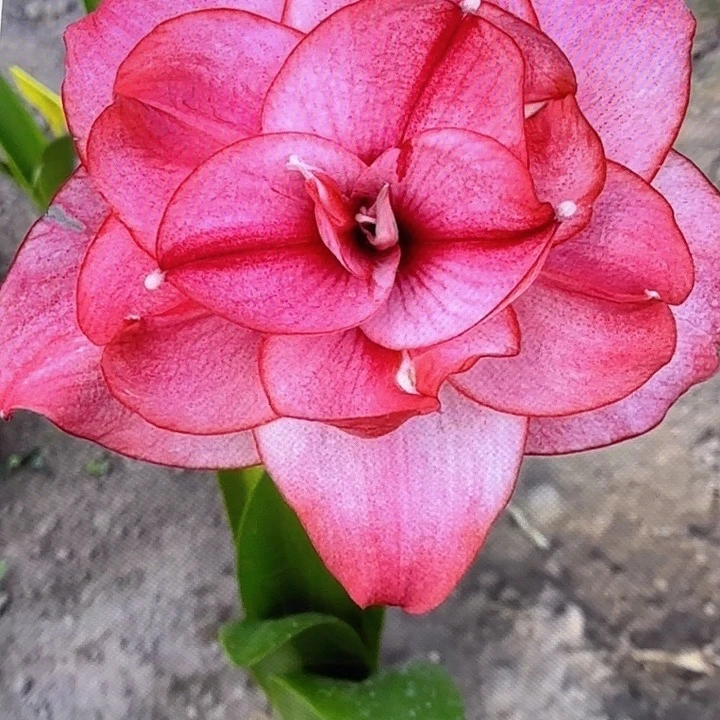 西瓜酒直径4+基地球