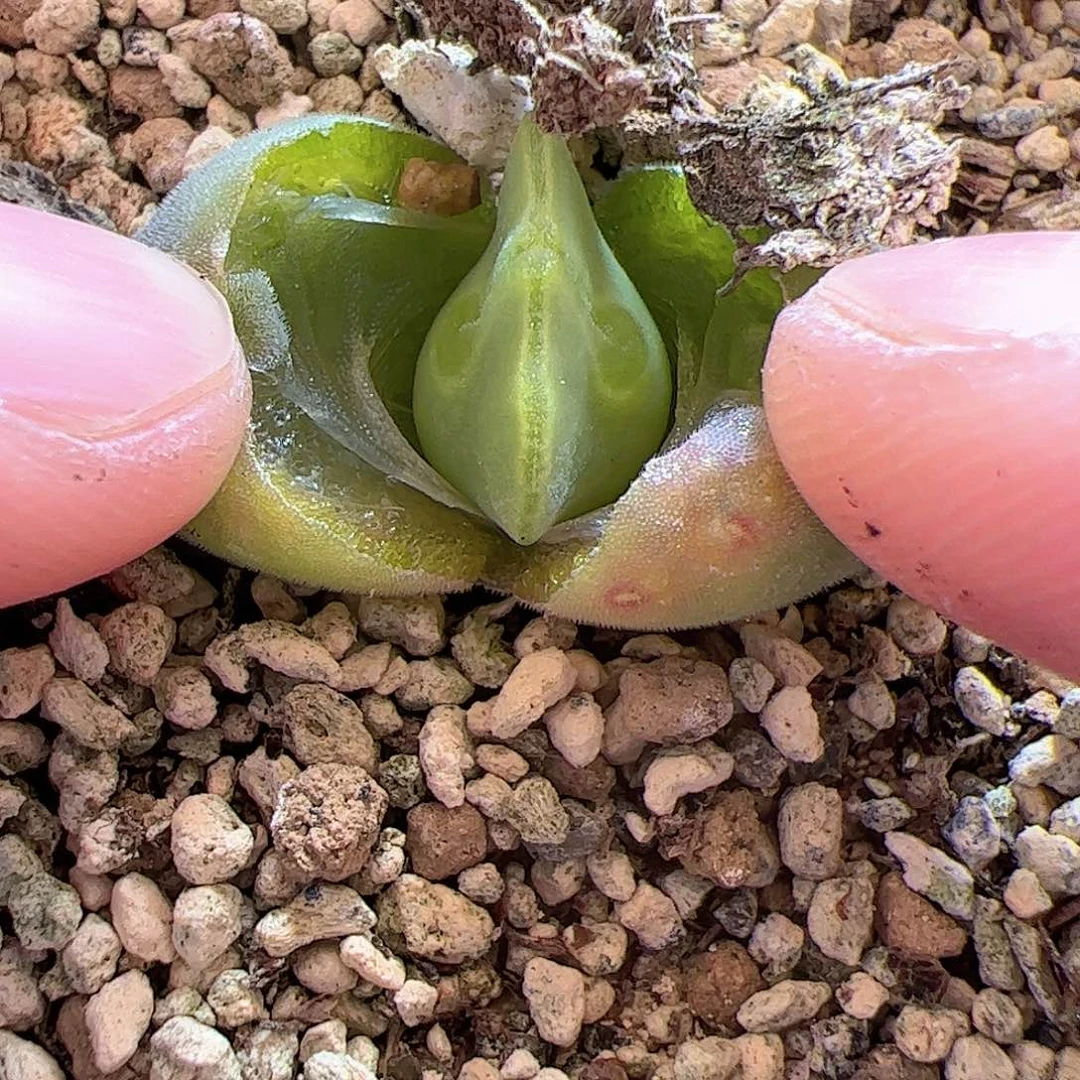 【闪购商品】95 空蝉