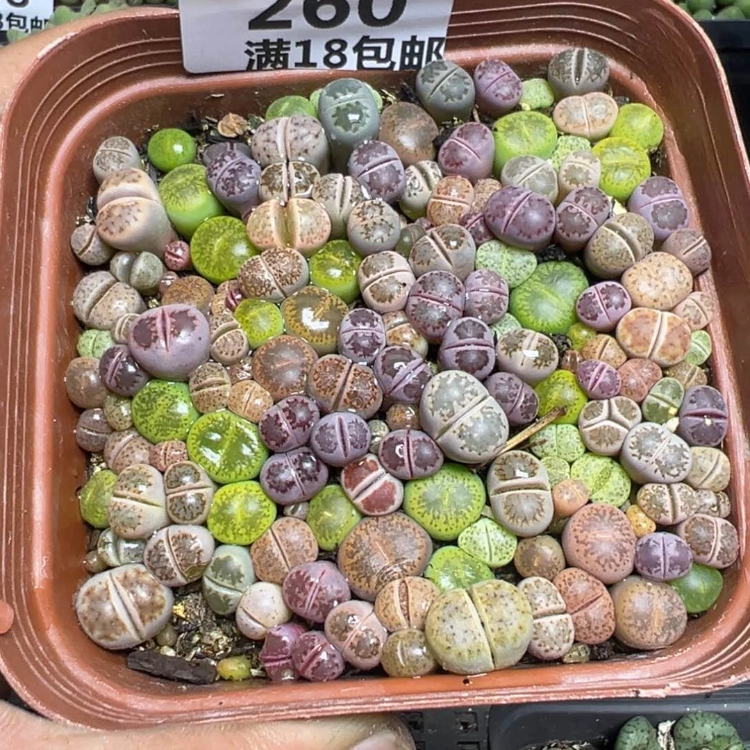 【闪购商品】 260。